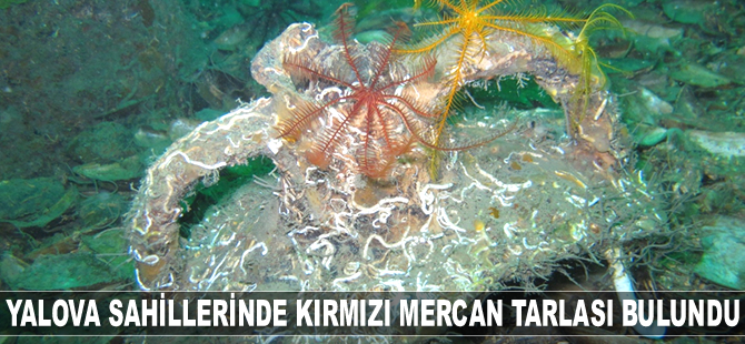Yalova sahillerinde kırmızı mercan tarlası bulundu