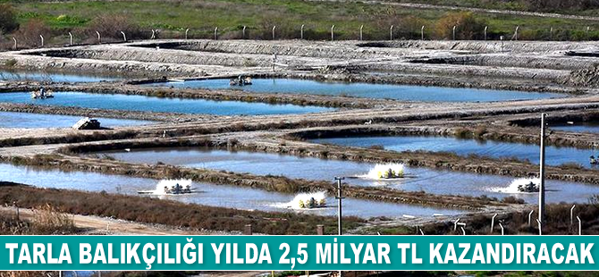 Tarla balıkçılığı yılda 2,5 milyar TL kazandıracak