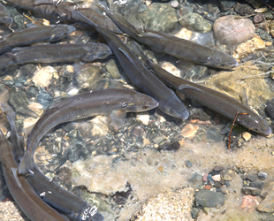 Van’da inci kefaline can suyu verildi