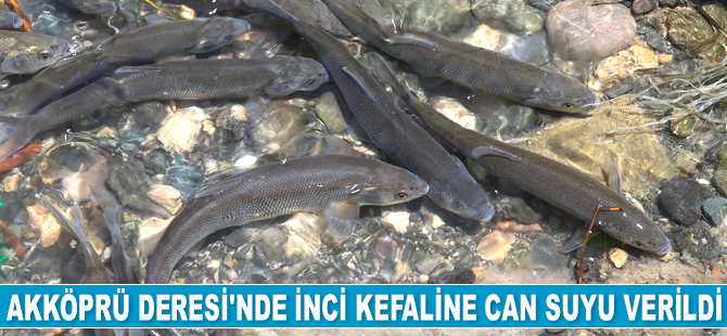 Van’da inci kefaline can suyu verildi