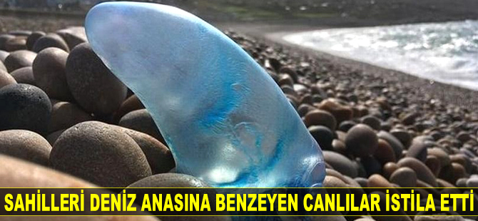 Akdeniz sahillerini deniz anasına benzeyen canlılar istila etti