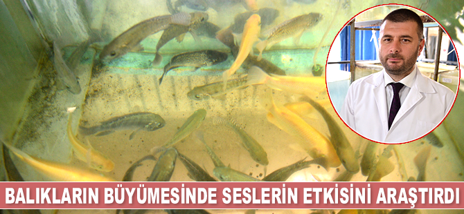 Halit Kuşku, balıkların büyümesinde seslerin etkisini araştırdı