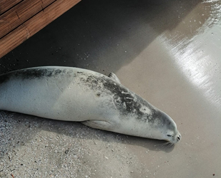 Beyaz fok balığı, Bodrum koylarını mesken tuttu