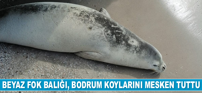 Beyaz fok balığı, Bodrum koylarını mesken tuttu