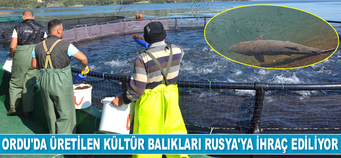Ordu’da üretilen kültür balıkları Rusya ve Japonya’ya ihraç ediliyor