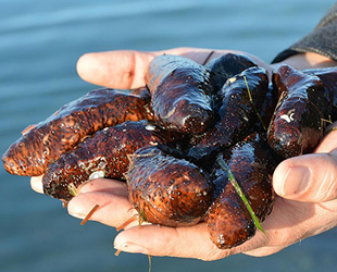 Deniz patlıcanı avcılığının yasaklanması talep edildi