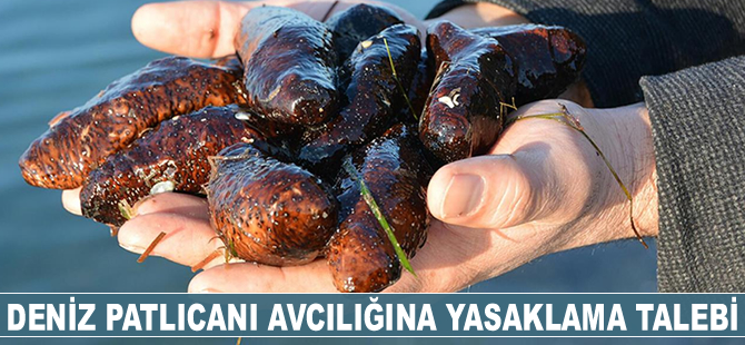 Deniz patlıcanı avcılığının yasaklanması talep edildi