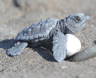 Fikirler deniz kaplumbağaları için yarışacak