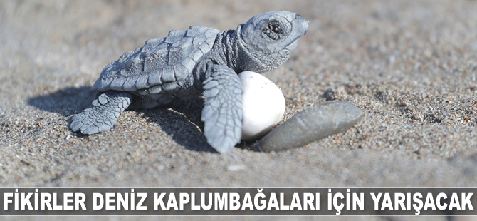 Fikirler deniz kaplumbağaları için yarışacak