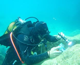 Antalya'nın deniz biyoçeşitliliği inceleniyor