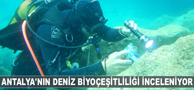 Antalya'nın deniz biyoçeşitliliği inceleniyor