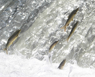Siraz balığının çoğalması için özel çalışma yapılıyor