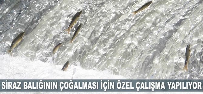Siraz balığının çoğalması için özel çalışma yapılıyor