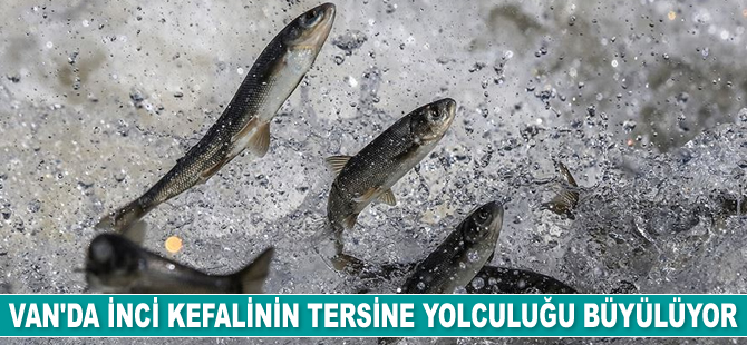 İnci kefalinin tersine yolculuğu büyülüyor