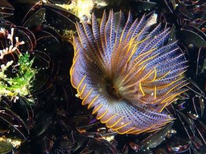 İzmir Körfezi'nde yeni boru kurdu türü bulundu