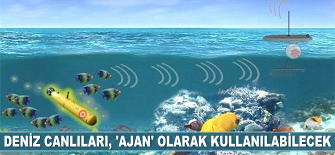 Deniz canlıları, su altından gelecek tehditlere karşı 'ajan' olarak kullanılabilecek