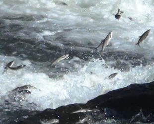 İnci kefalinin göç yolculuğu devam ediyor
