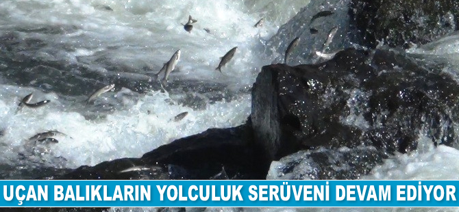 İnci kefalinin göç yolculuğu devam ediyor
