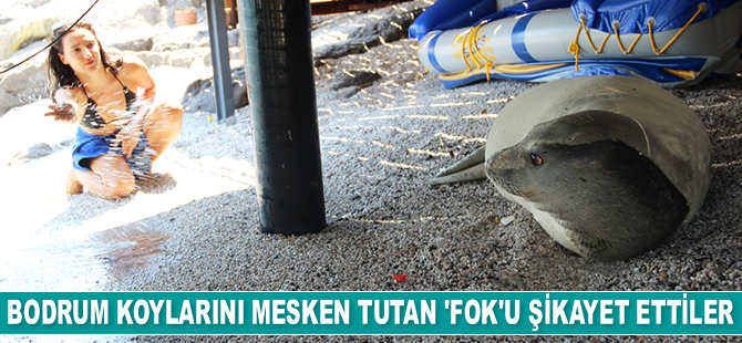 Bodrum koylarını mesken tutan beyaz fok balığını şikayet ettiler