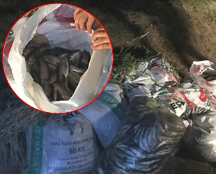 Van’da 3 bin 500 kilo kaçak avlanmış balık ele geçirildi