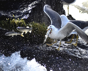 İnci kefalleri, göç sırasında martılar ile de mücadele ediyor