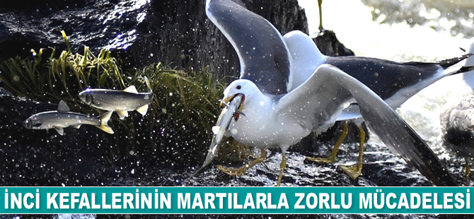 İnci kefalleri, göç sırasında martılar ile de mücadele ediyor