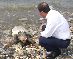 Dev caretta caretta ölü olarak kıyıya vurdu