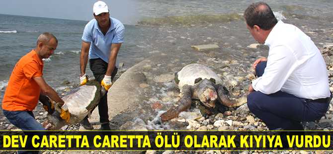 Dev caretta caretta ölü olarak kıyıya vurdu