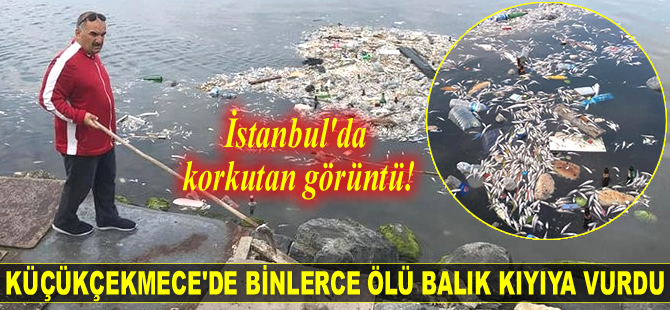 Küçükçekmece Gölü’ndeki balık ölümleri korkurttu