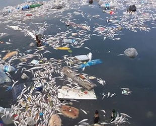 Tarım ve Orman Bakanlığı’ndan balık ölümleriyle ilgili açıklama geldi