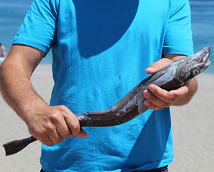 Konyaaltı Sahili’nde oltaya vantuz balığı takıldı