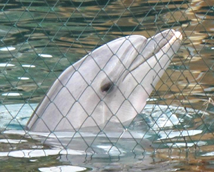 Kanada, yunus ve balina esaretini yasakladı