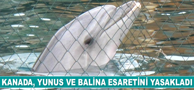 Kanada, yunus ve balina esaretini yasakladı