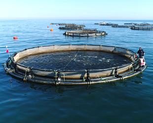 Trabzon’da yetiştirilen balıkların yüzde 90’ı ihraç ediliyor