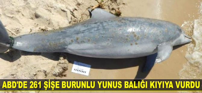 ABD'de 261 adet yunus balığı kıyıya vurdu