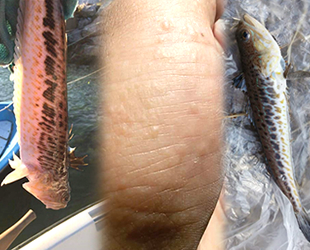 Bursa sahillerinde zehirli balık alarmı verildi