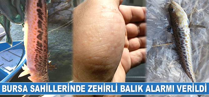 Bursa sahillerinde zehirli balık alarmı verildi