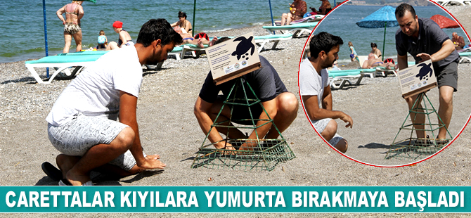 Carettalar kıyılara yumurta bırakmaya başladı