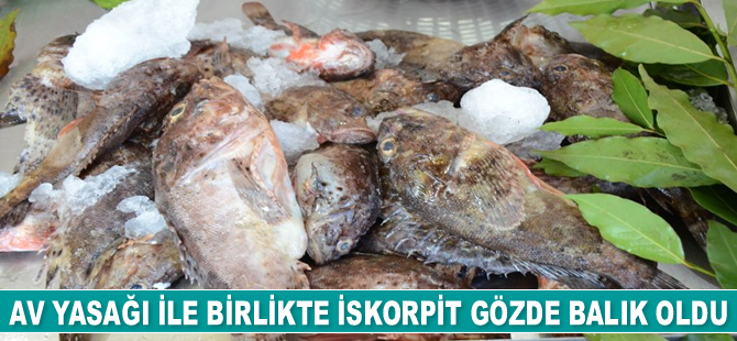 Av yasağı ile birlikte iskorpit gözde balık oldu