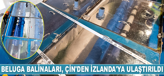 Beluga balinaları, Çin’den İzlanda’ya ulaştırıldı