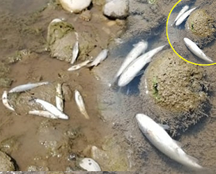 Curi Irmağı’ndaki balık ölümlerinin nedeni belli oldu