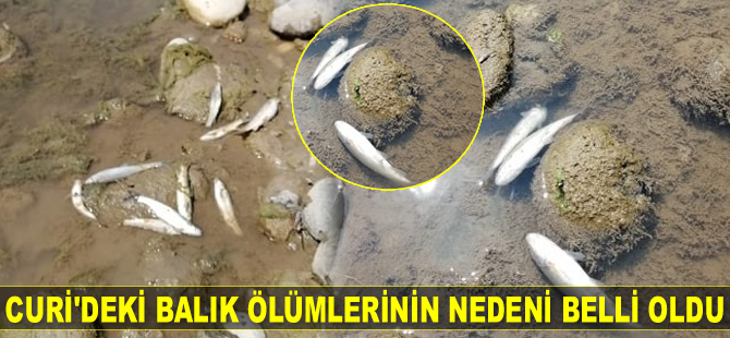 Curi Irmağı’ndaki balık ölümlerinin nedeni belli oldu