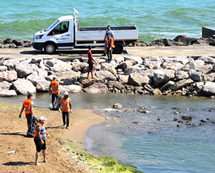 Sinop sahillerinde yosun temizliği yapıldı