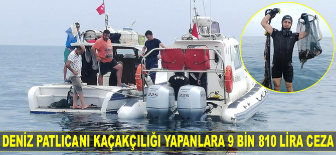Deniz patlıcanı kaçakçılığı yapanlara 9 bin 810 lira para cezası kesildi