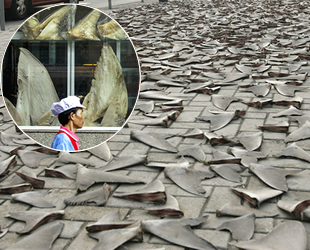 Kanada, köpekbalığı yüzgeci ticaretini yasakladı