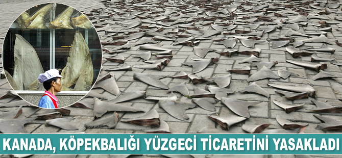 Kanada, köpekbalığı yüzgeci ticaretini yasakladı