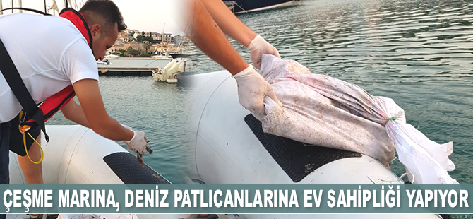 Çeşme Marina, deniz patlıcanlarına ev sahipliği yapıyor