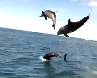 Tekne turundaki turistlere yunuslar şov yaptı