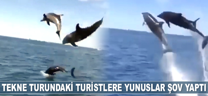 Tekne turundaki turistlere yunuslar şov yaptı