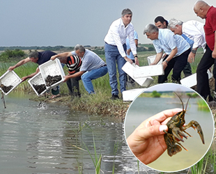 Çakmak Köyü Barajı'na 2 bin adet kerevit bırakıldı